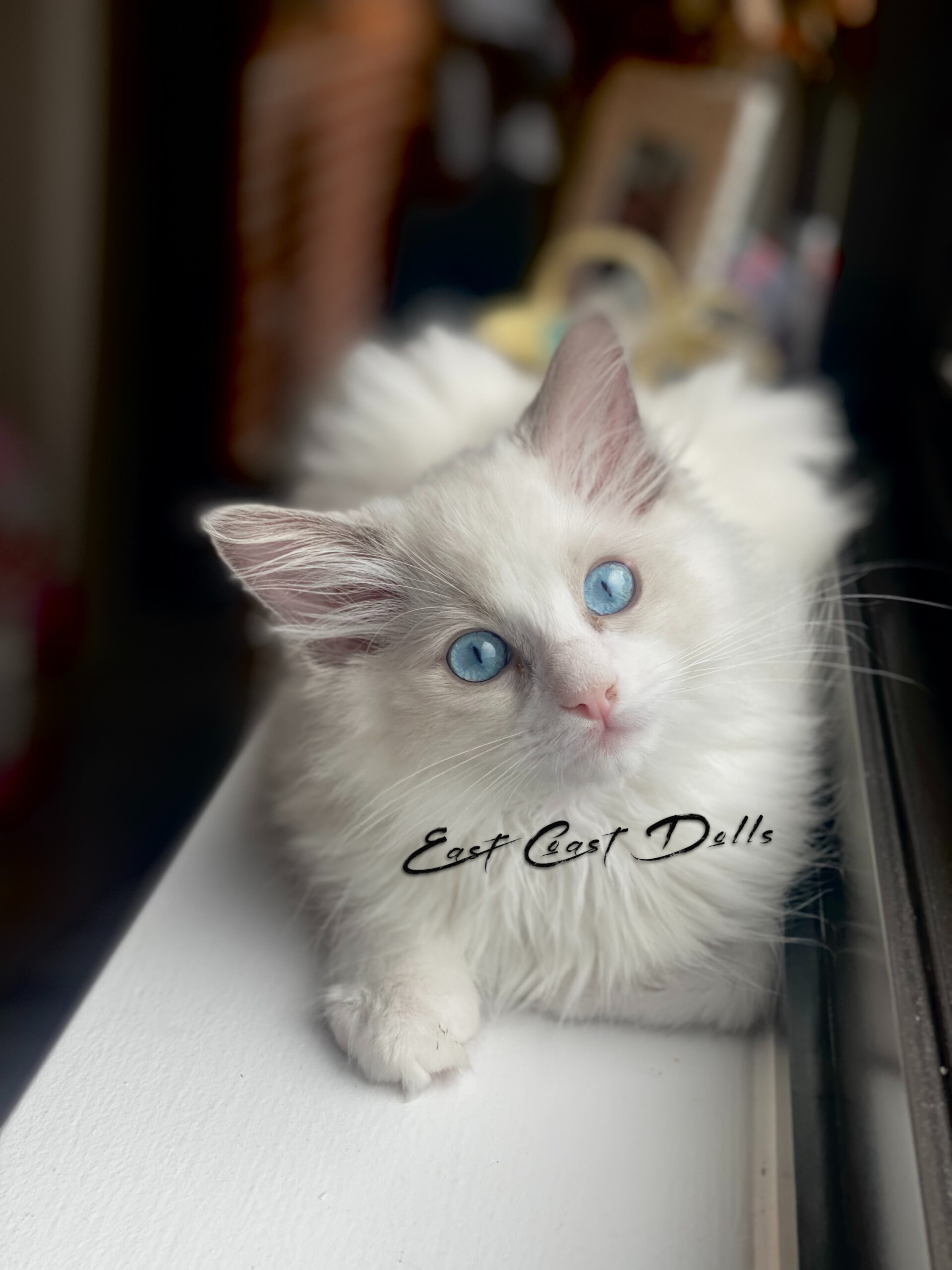 Ragdoll Kitten