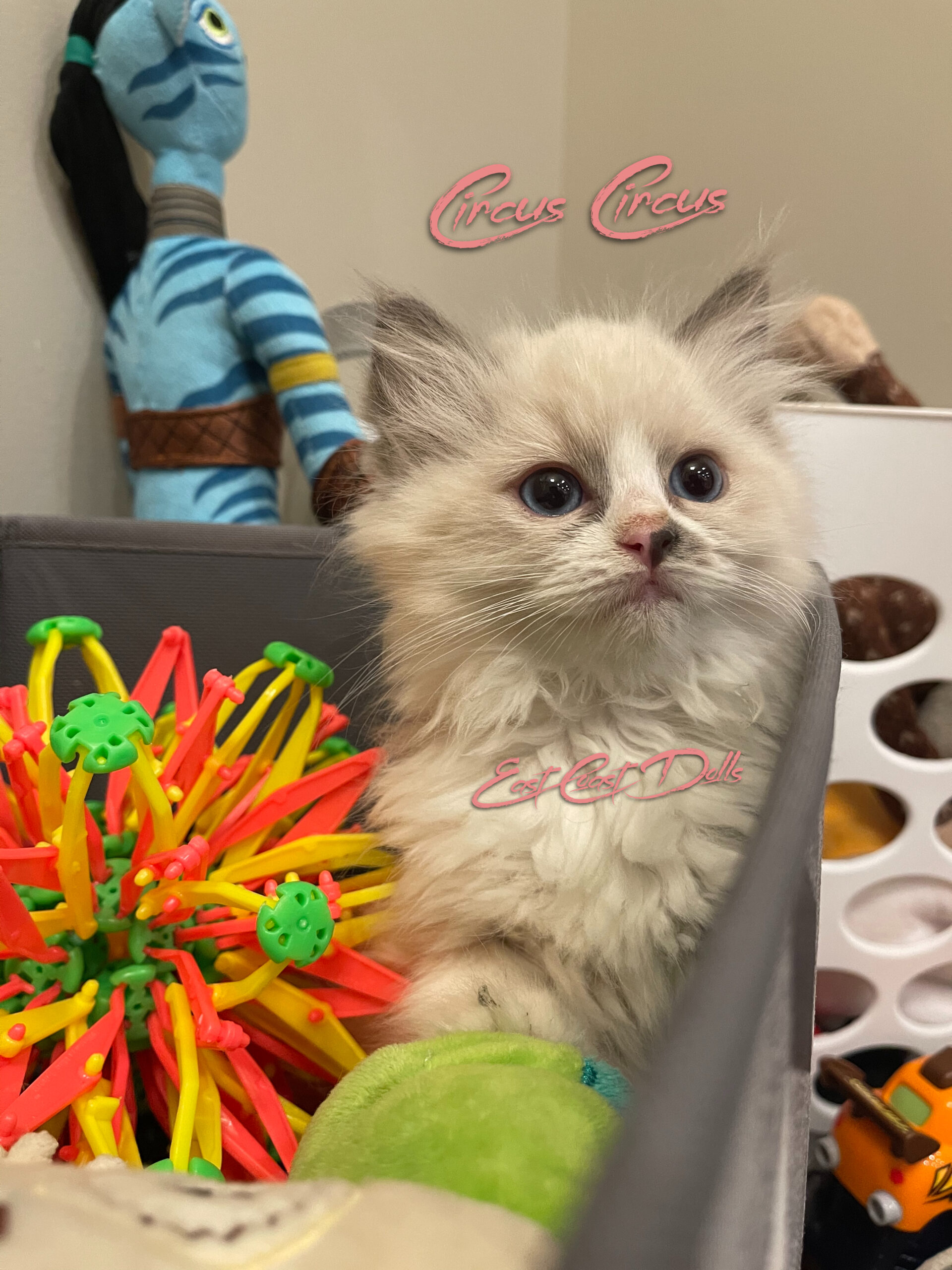 Circus Circus - Blue Bicolor Ragdoll Kitten - Fluffy`s Litter