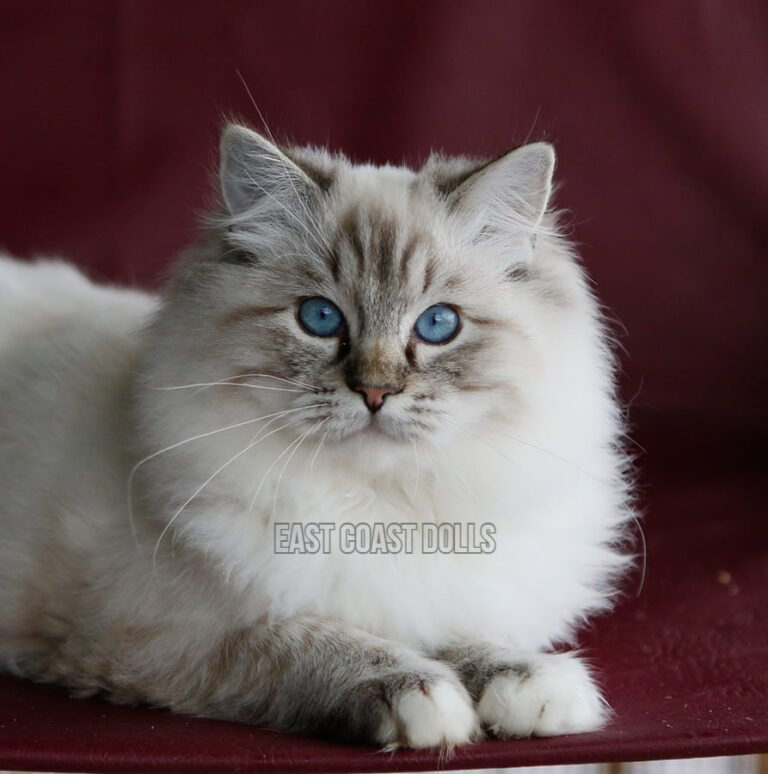 Available Ragdoll Cat 