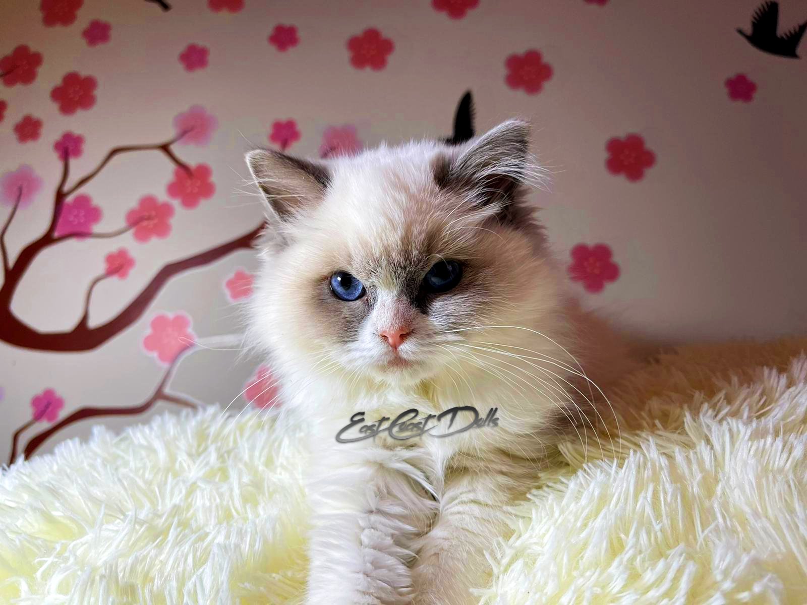 Beautiful Ragdoll Kittens for sale. | Ragdoll Kitten Near Me