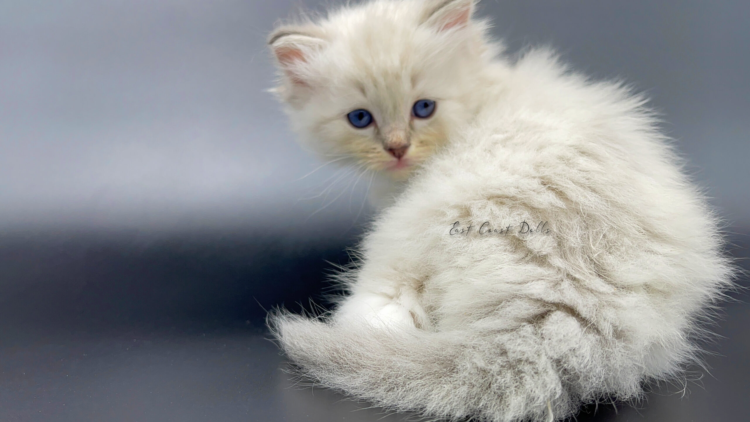 Female Blue Lynx Mitted