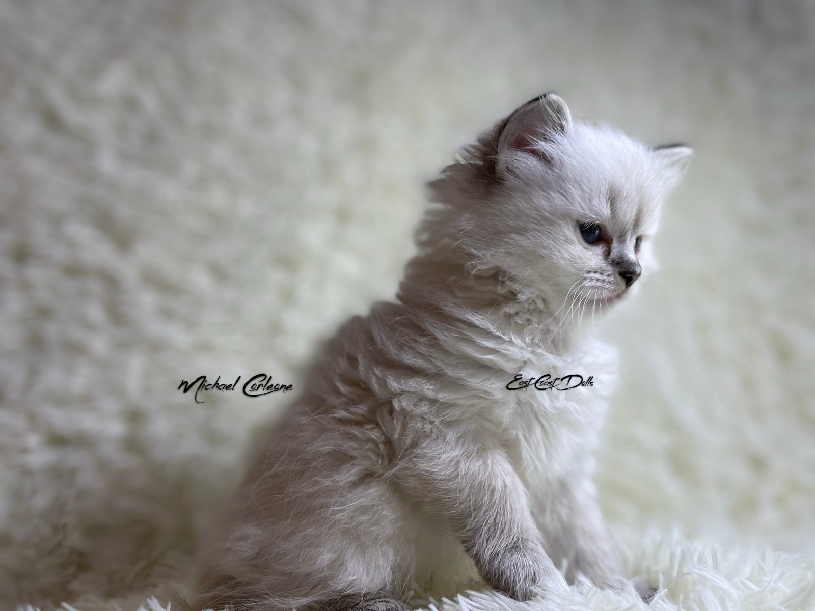 Michael Corleone - Seal Lynx Colorpoint Ragdoll Kitten