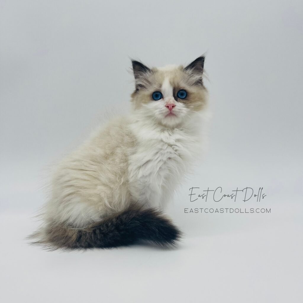 Available Ragdoll Cat Ragdoll Kittens Kittens for adoption