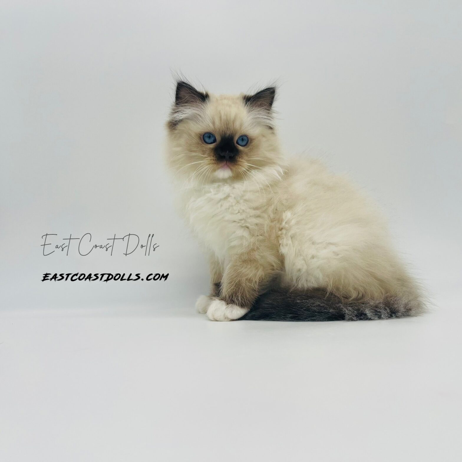 Queens | Tica Registered Ragdoll Breeder