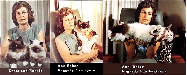 Ann Baker proudly posing with her 3 beautiful Ragdoll cats.