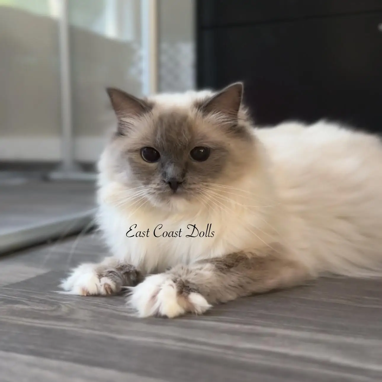 1 Year old jolene blue mitted ragdoll cat