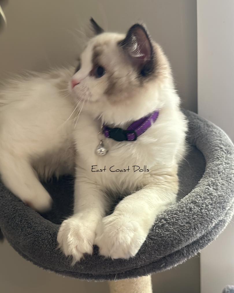 Seal Bicolor Ragdoll Kitten