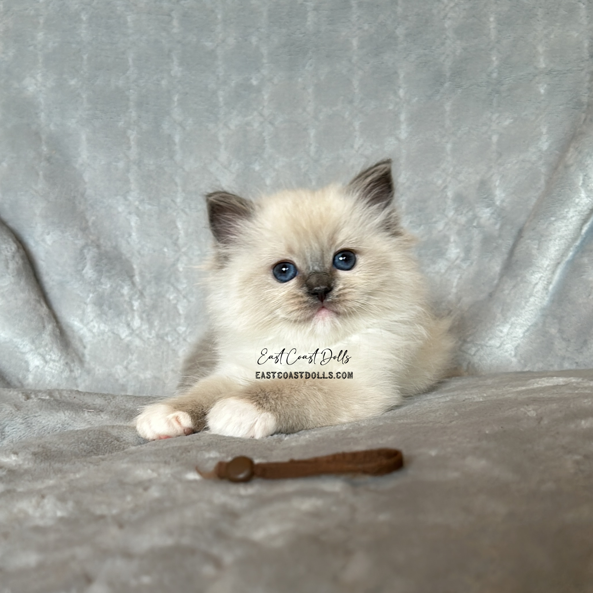 Blue Mitted Ragdoll