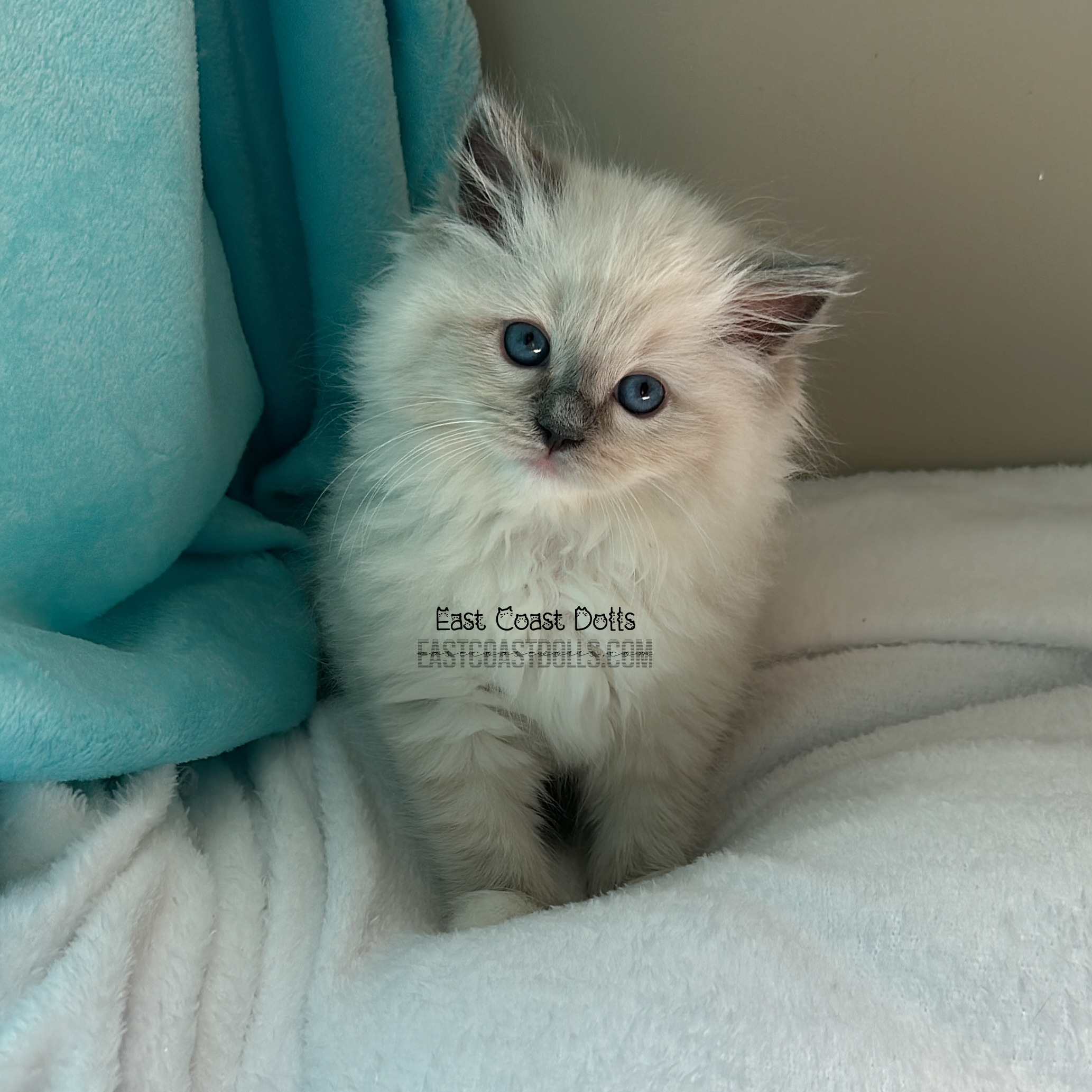 Cute Blue Mitted Ragdoll