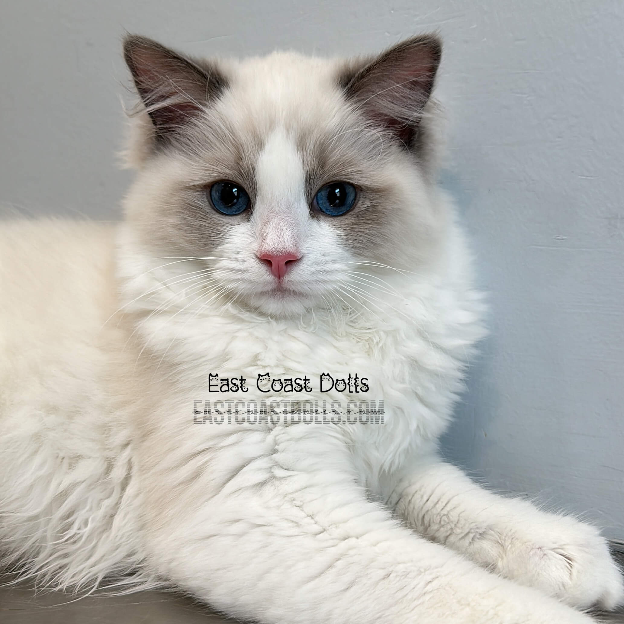 Gamora - Blue Bicolor Ragdoll Cat