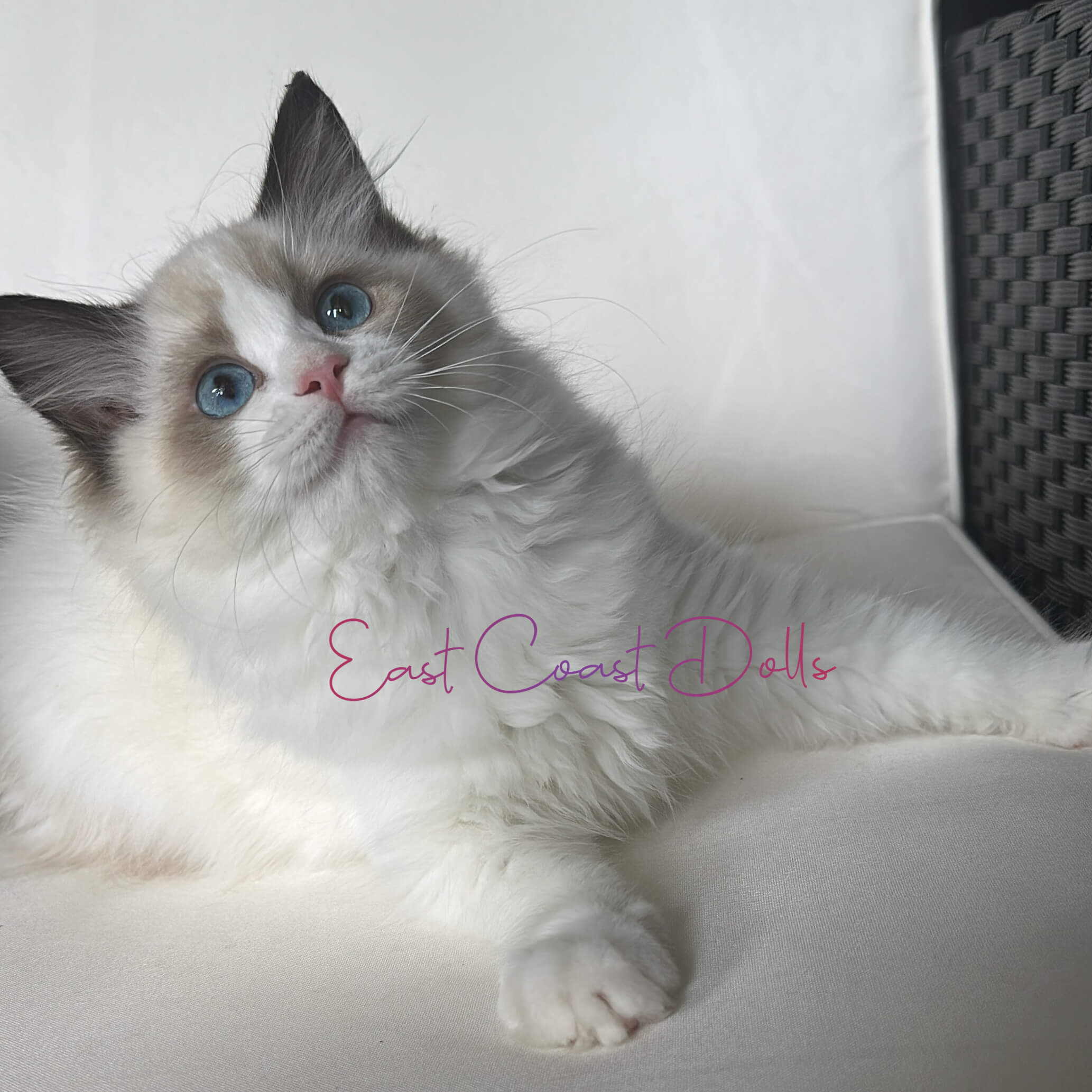 Scarlet Our Female Seal Bicolor Ragdoll Cat