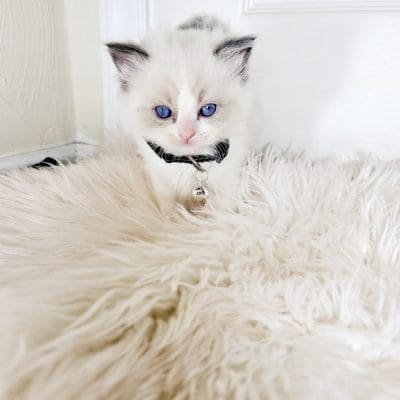 Black Collar - Blue Bicolor Ragdoll Kitten
