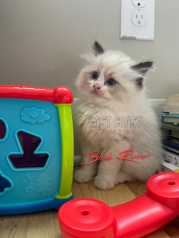 Bicolor Ragdoll Kitten