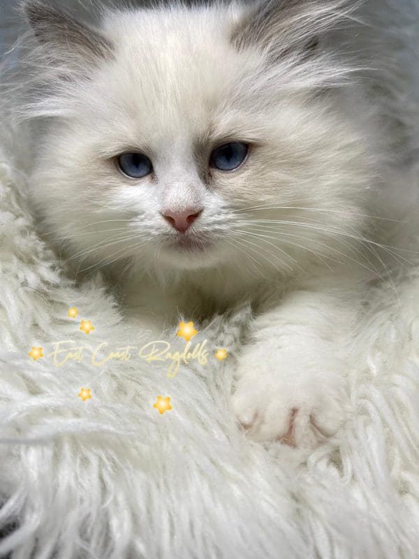 Ragdoll Kitten Near me