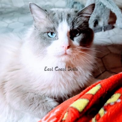 Dandi Lazur Eyes Blue Bi-Color Ragdoll