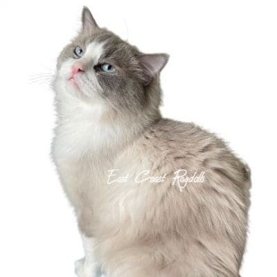 Royal Champion - Blue Bicolor Ragdoll Cat